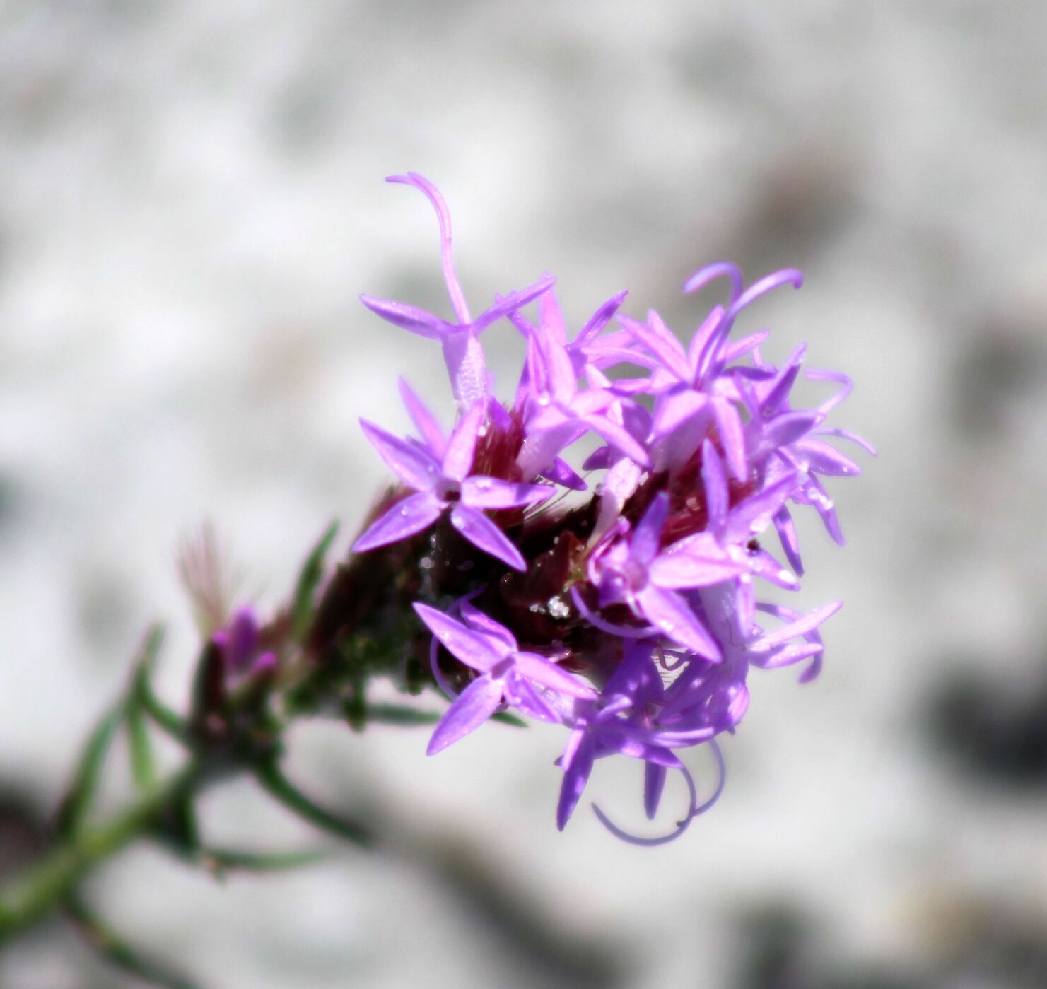 Scrub Blazing Star (purple)